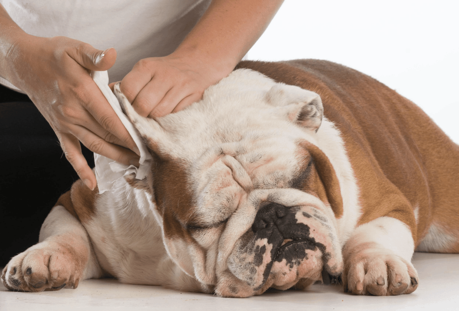 6 Natural Dog Ear Infection Home Remedies PawLeaks