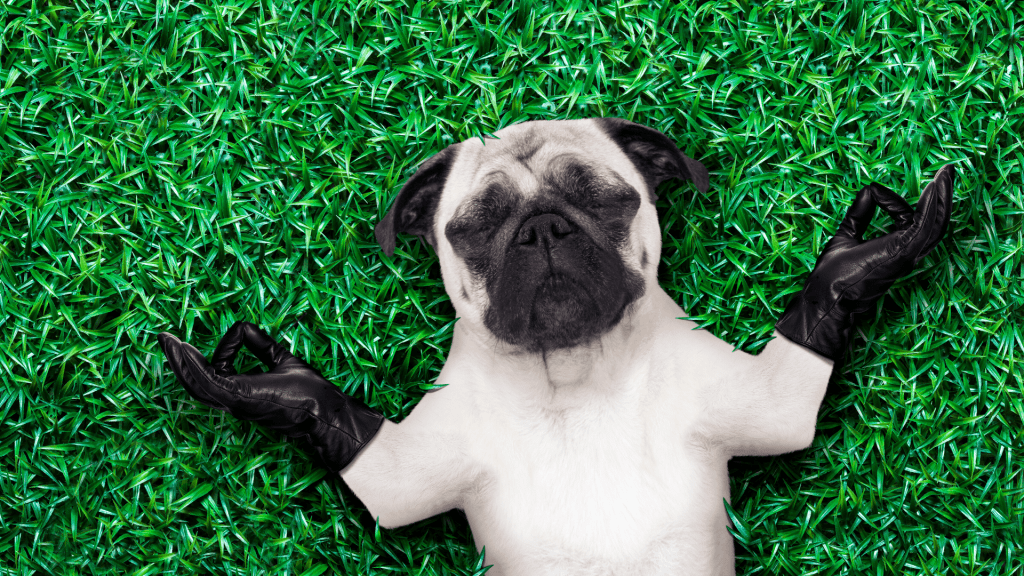 Dog relaxing on the grass in yoga position.