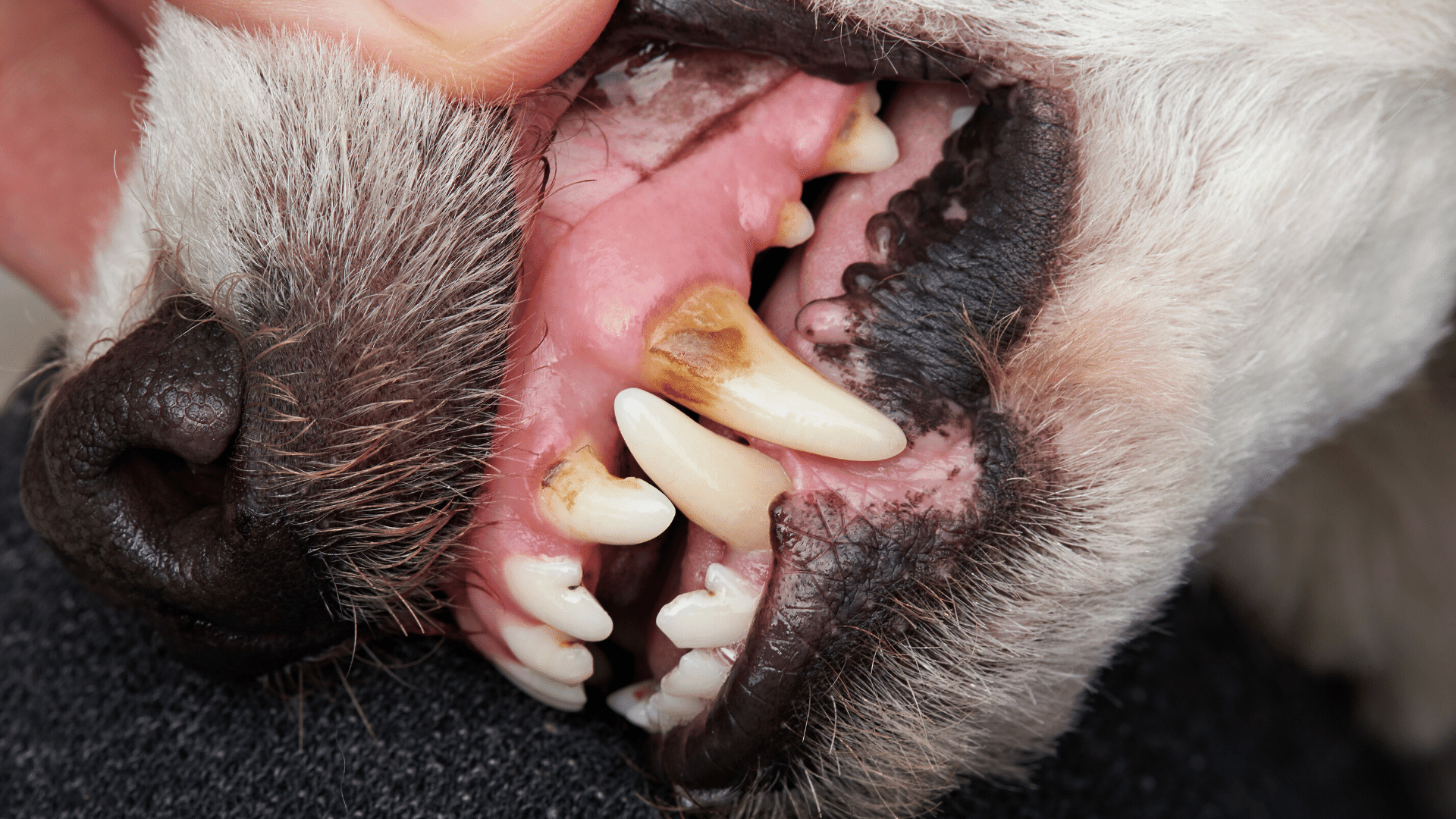 Dientes de perro con acumulación de placa en ellos que necesitan una limpieza profunda de los dientes para perros.