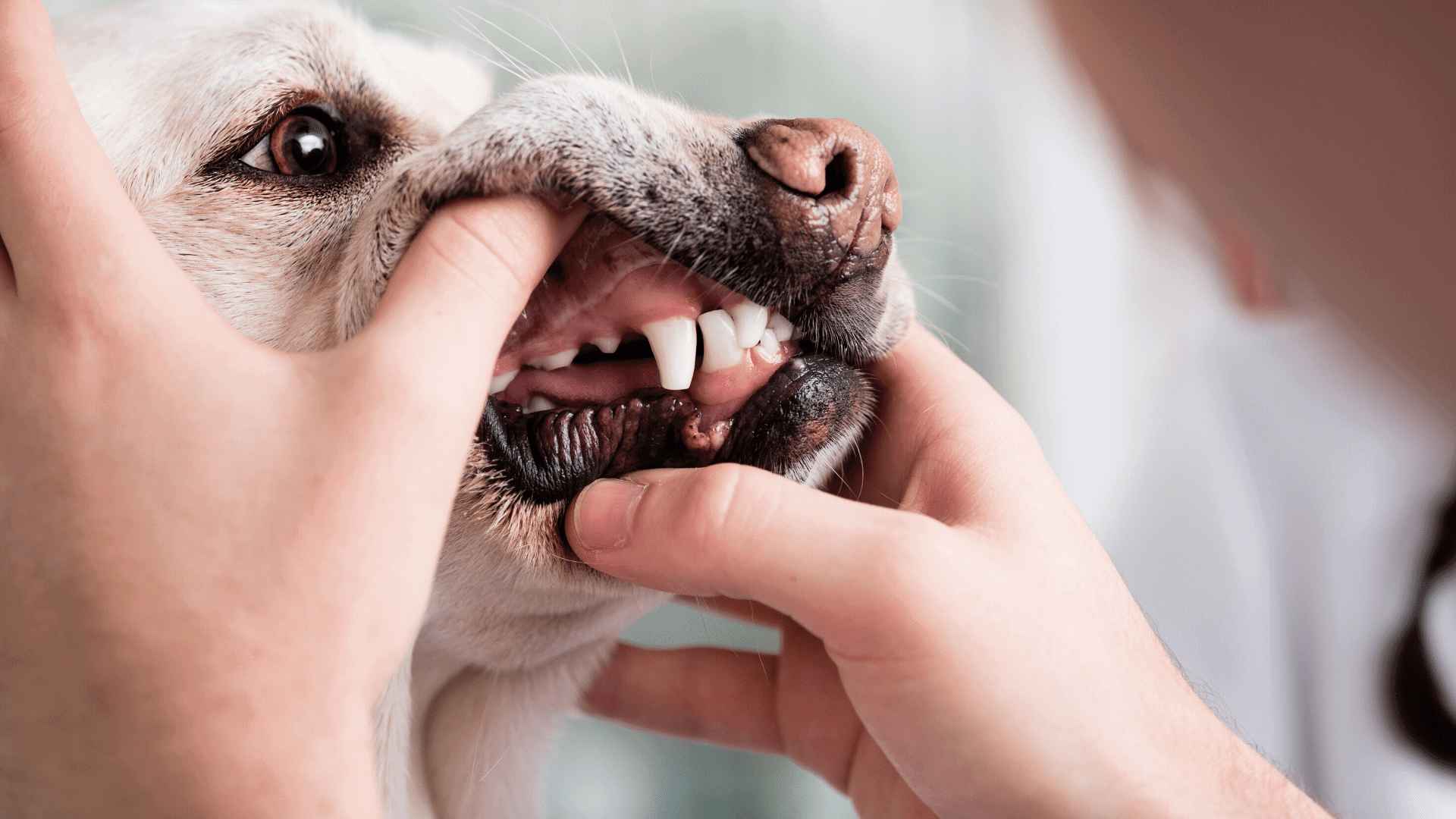 Dog with seemingly white teeth gets his teeth inspected.