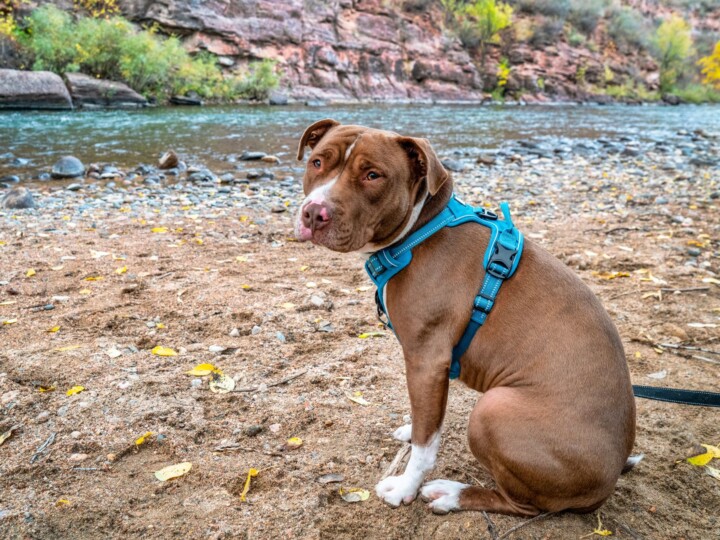 How To Carry Dogs + 4 Don'ts When Picking Up Dogs PawLeaks