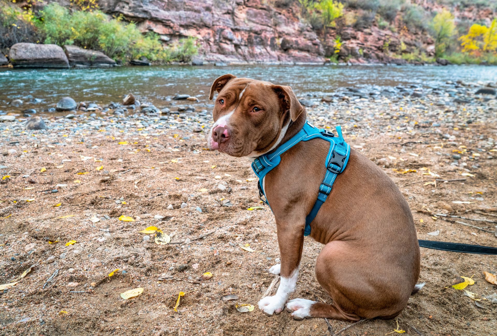 Pitbull-type dog sits at the river shore with a blue front clip harness.
