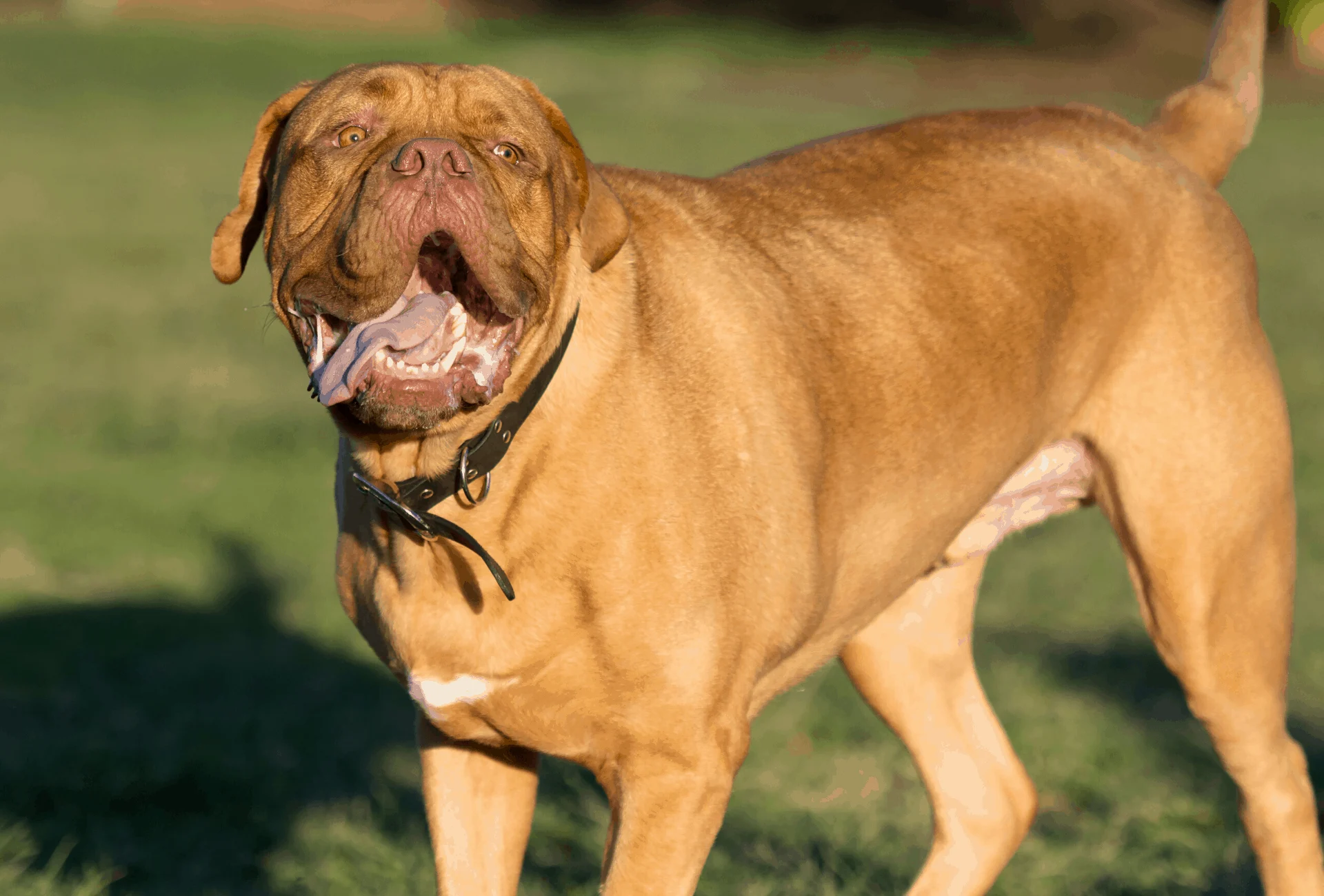 Dogue de Bordeaux in sunlight with liver-colored nose.