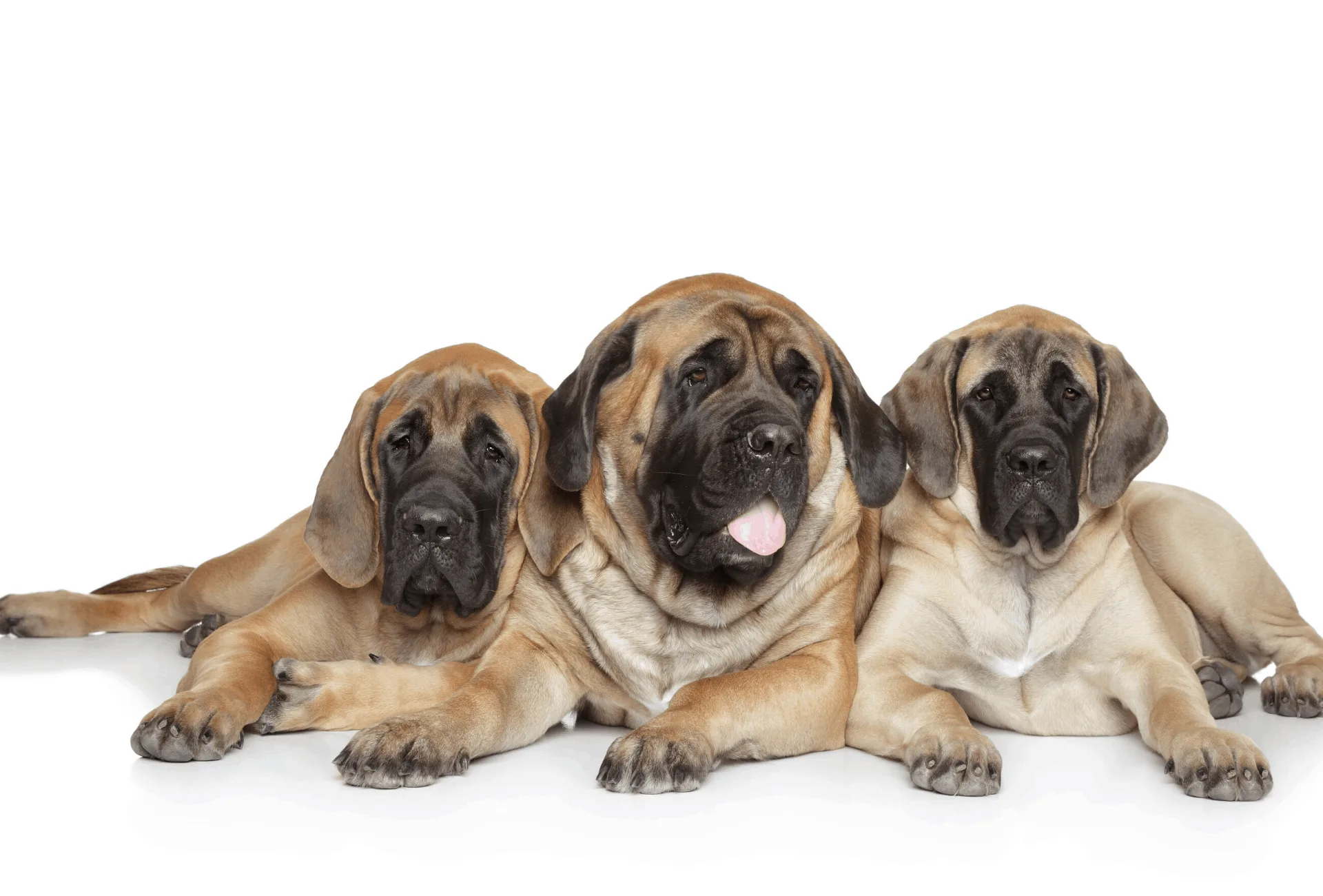 Three English Mastiffs cuddling up to each other.