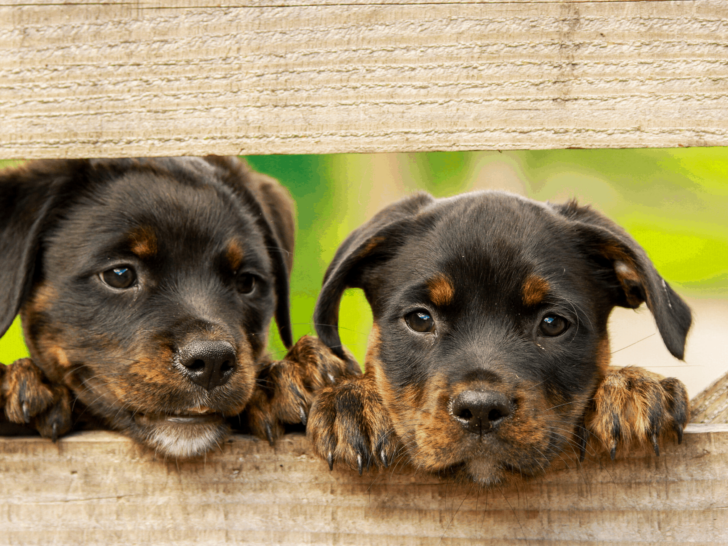 Rottweiler puppies that have black specs on their paws and nose.