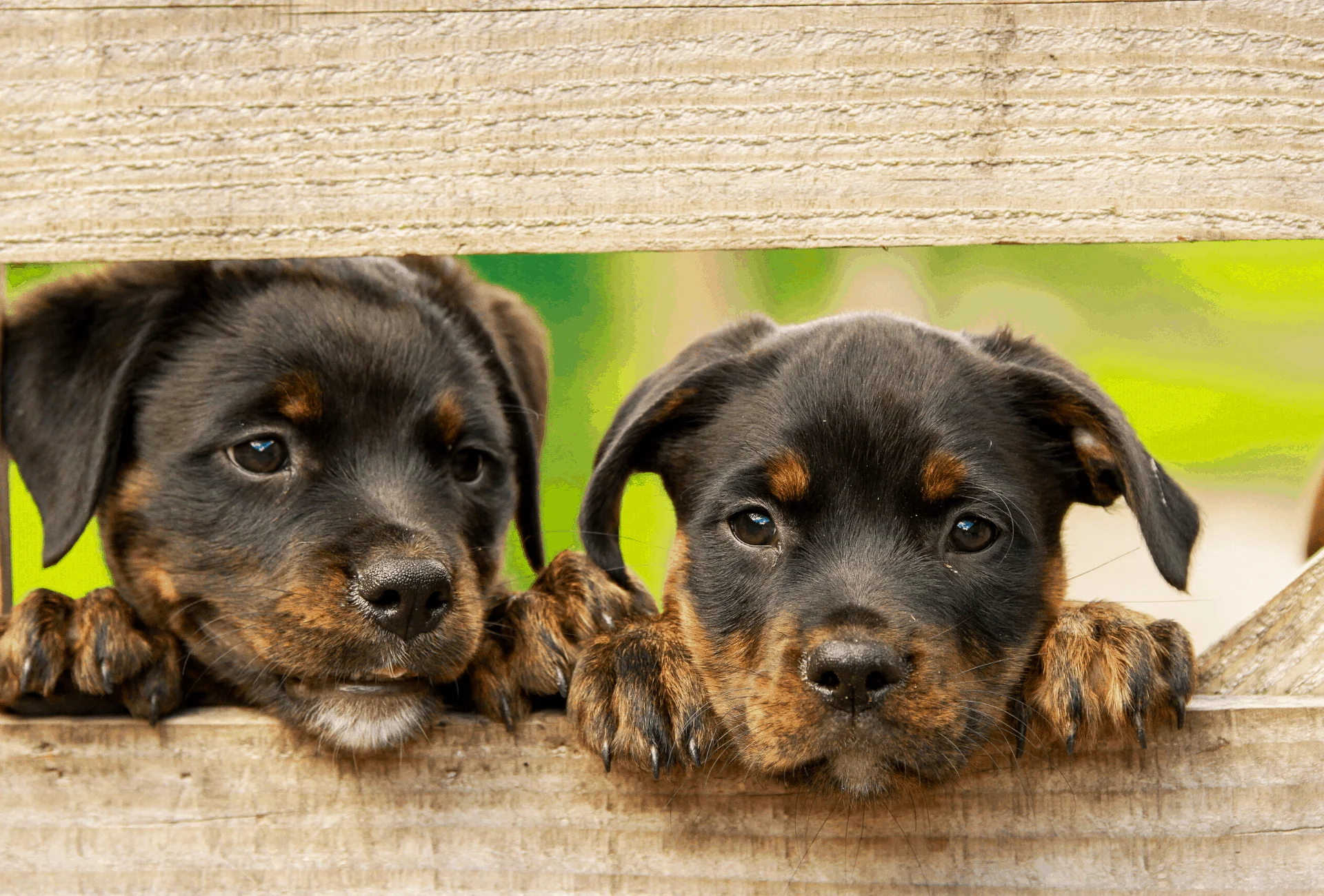 Rottweiler puppies that have black specs on their paws and nose.