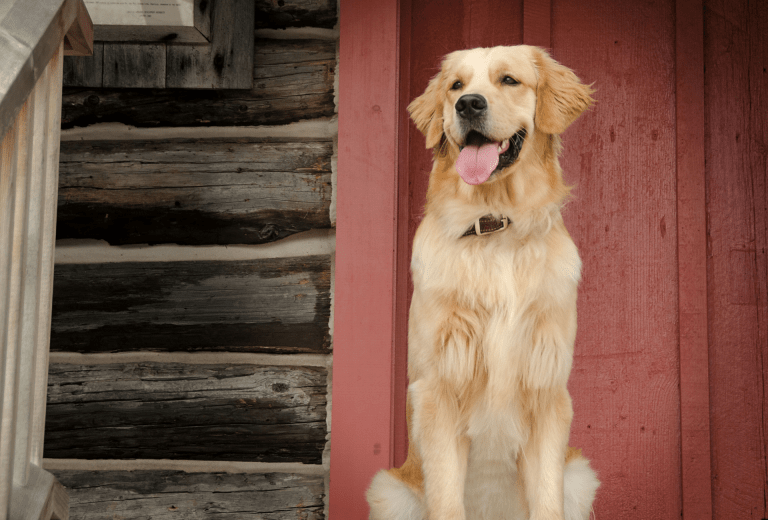 The BEST Big Dogs For Apartments (by Rottweiler Owner) PawLeaks