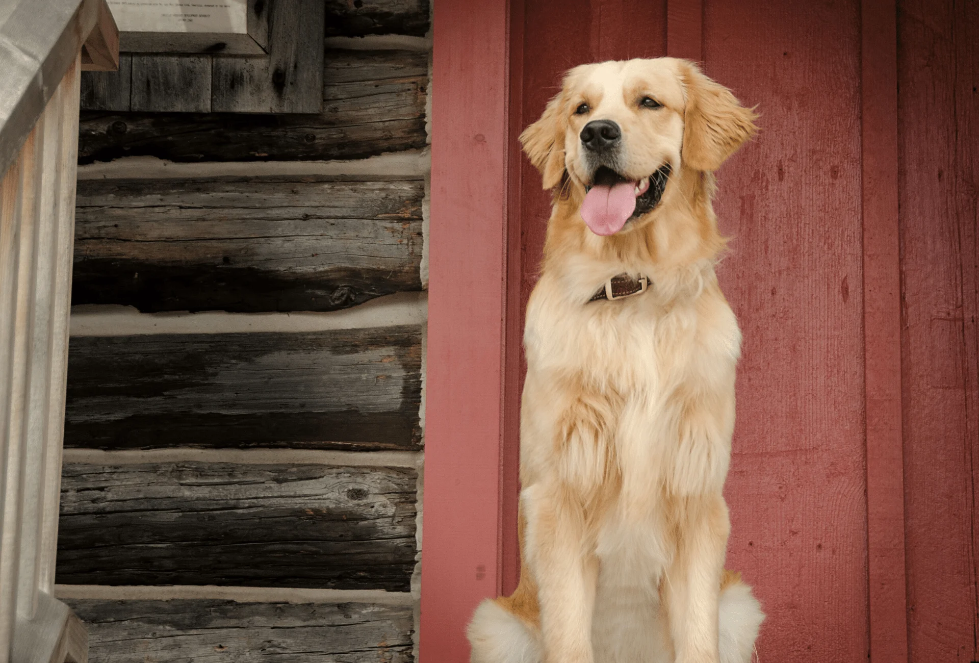 Golden Retriever standing in front of a rustic-looking home.