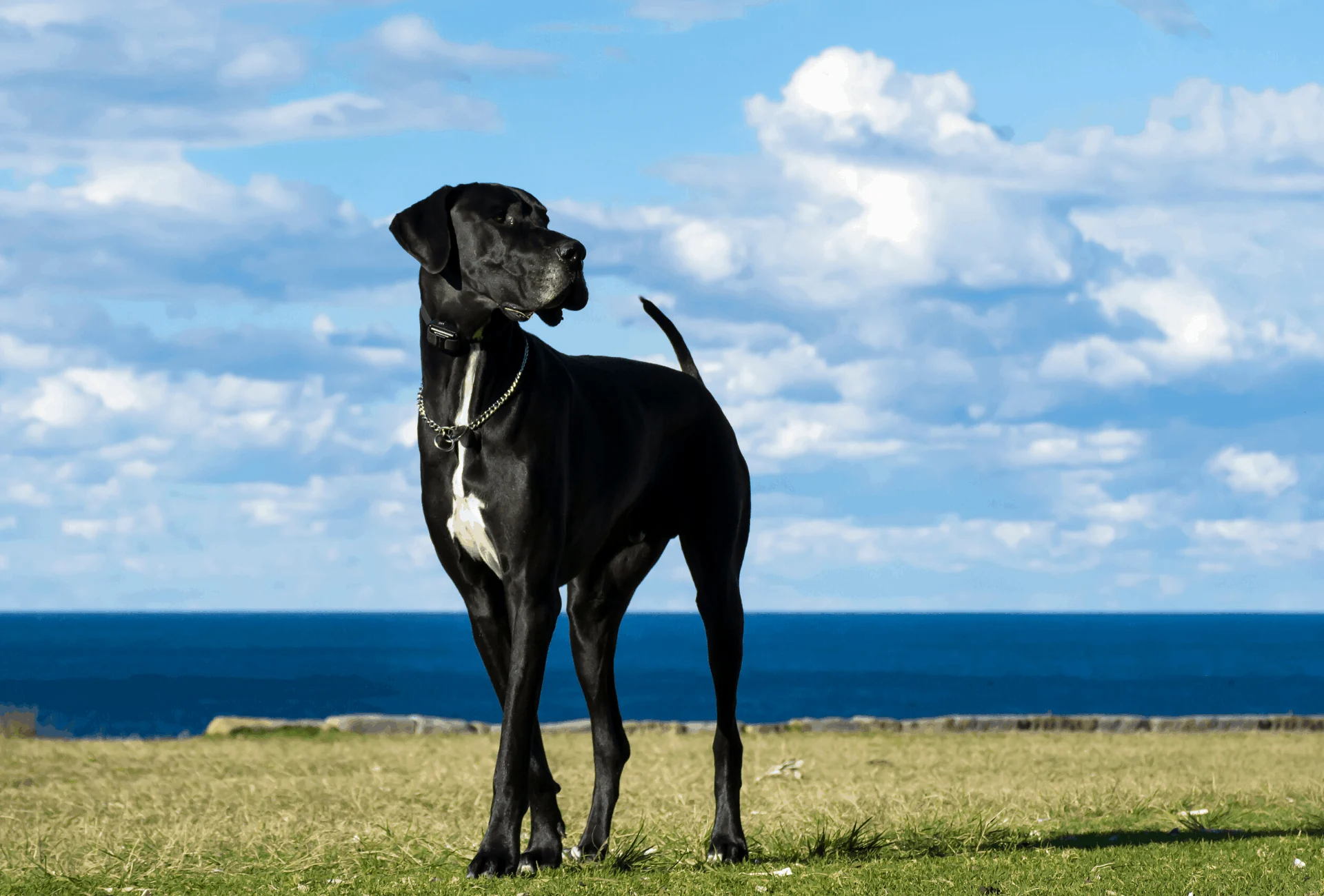 Black Great Dane on a grassy field in front of water.