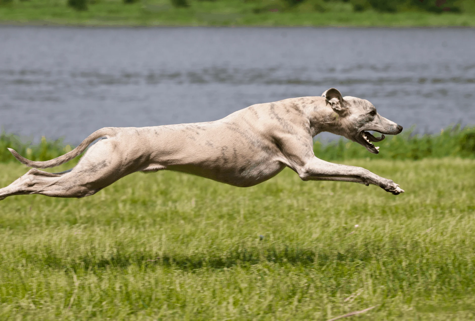 Greyhound running mid-air.