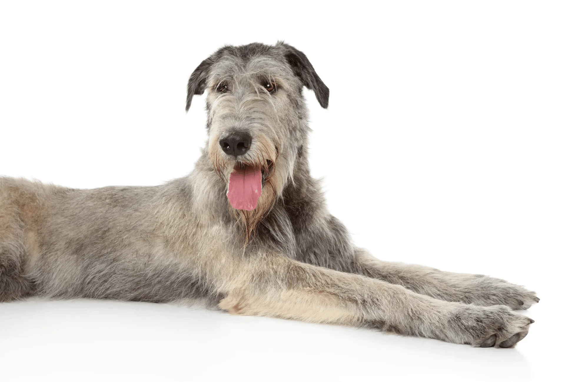 Irish Wolfhound in front of white background.