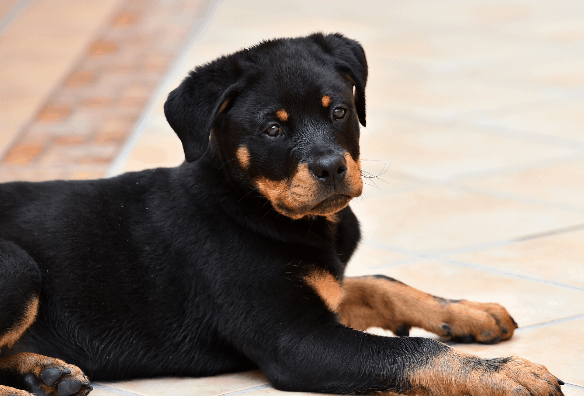 Black and tan Rottweiler puppy with markings that are too light.