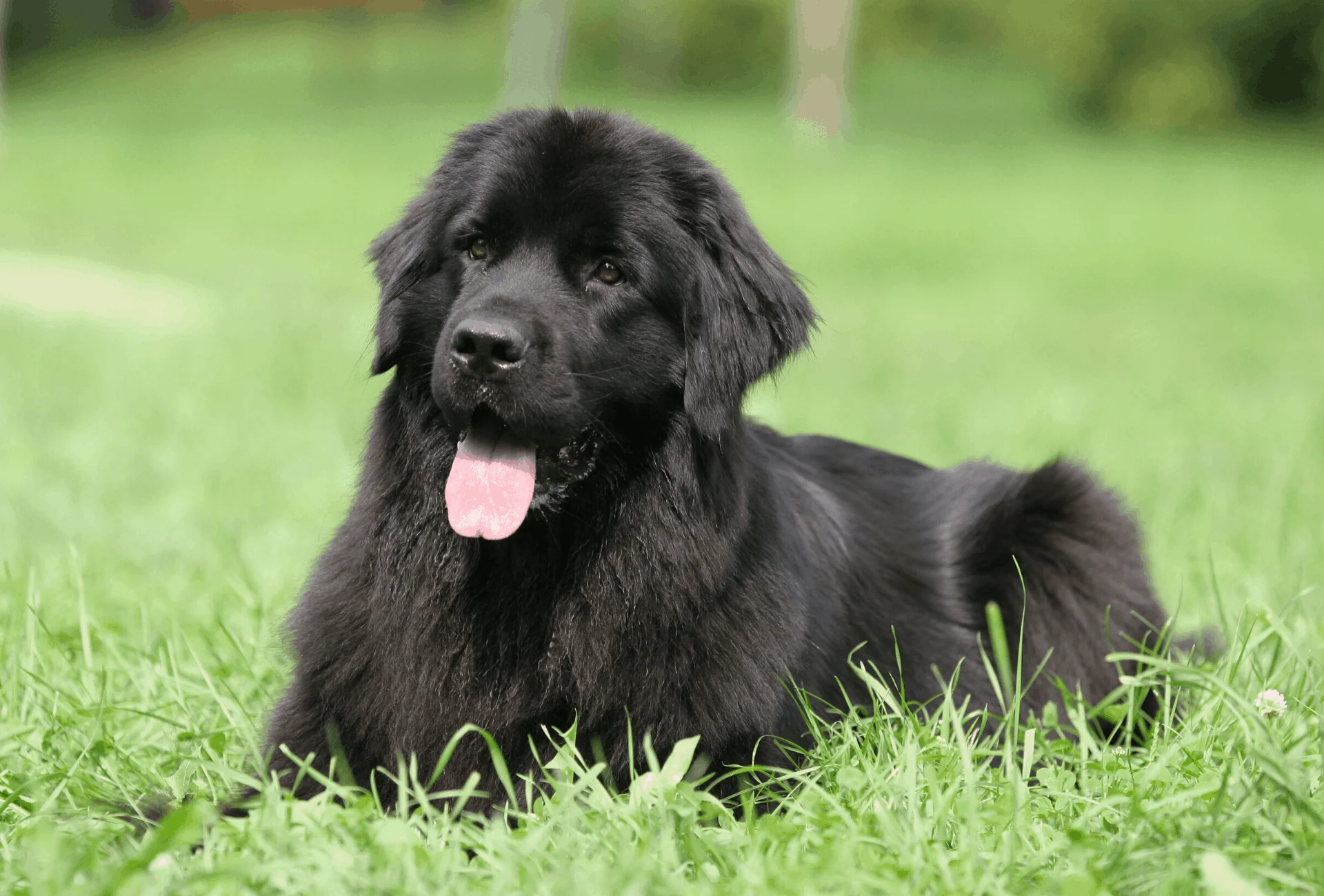 Newfoundland lying on grass.