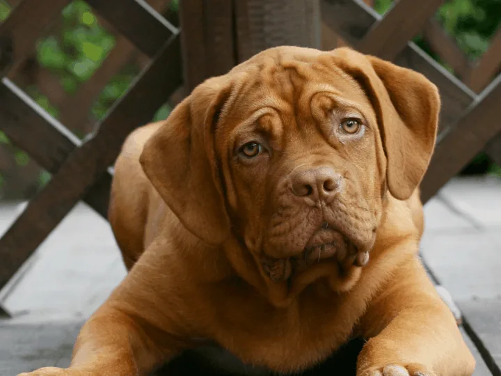 Mastiff puppy titling his head, possibly experiencing dog hiccups.