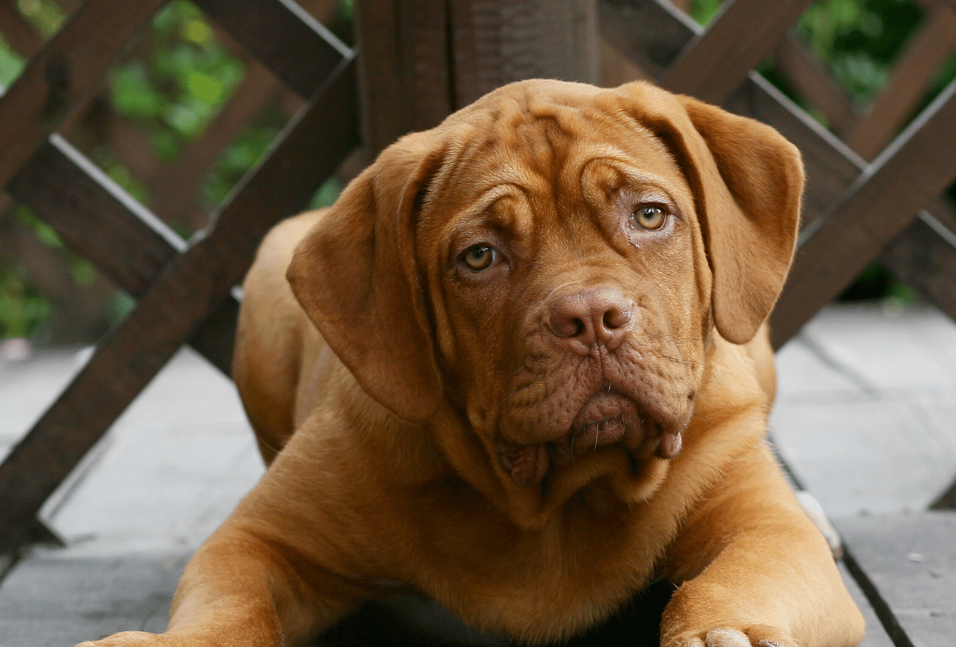 are hiccups a sign of worms in puppies