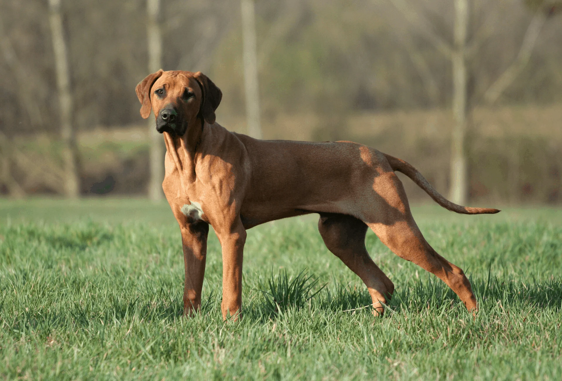 Rhodesian Ridgeback standing alert.