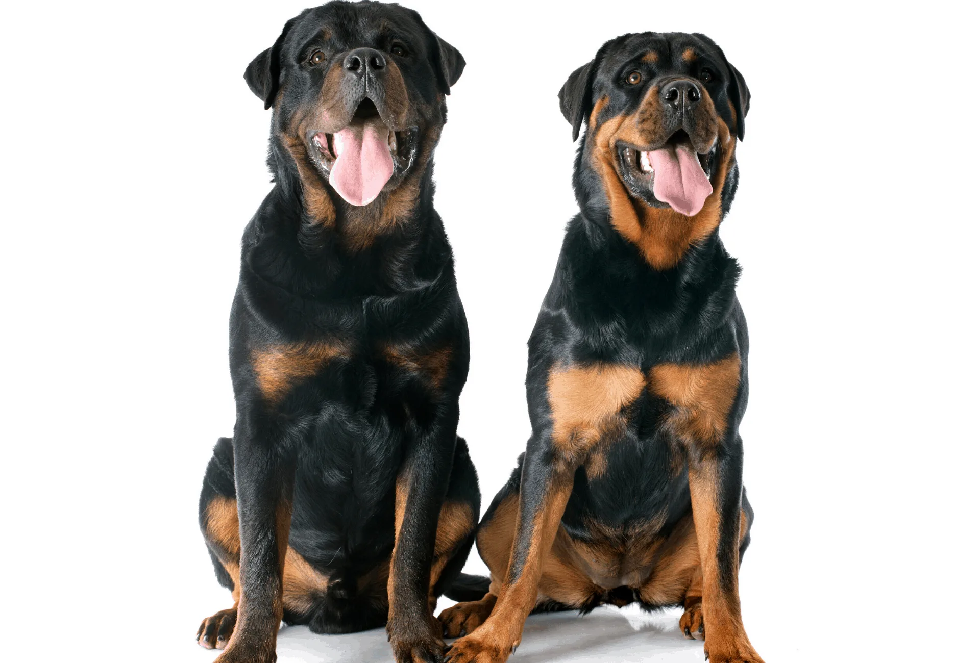 rottweiler puppy was born with blue eyes