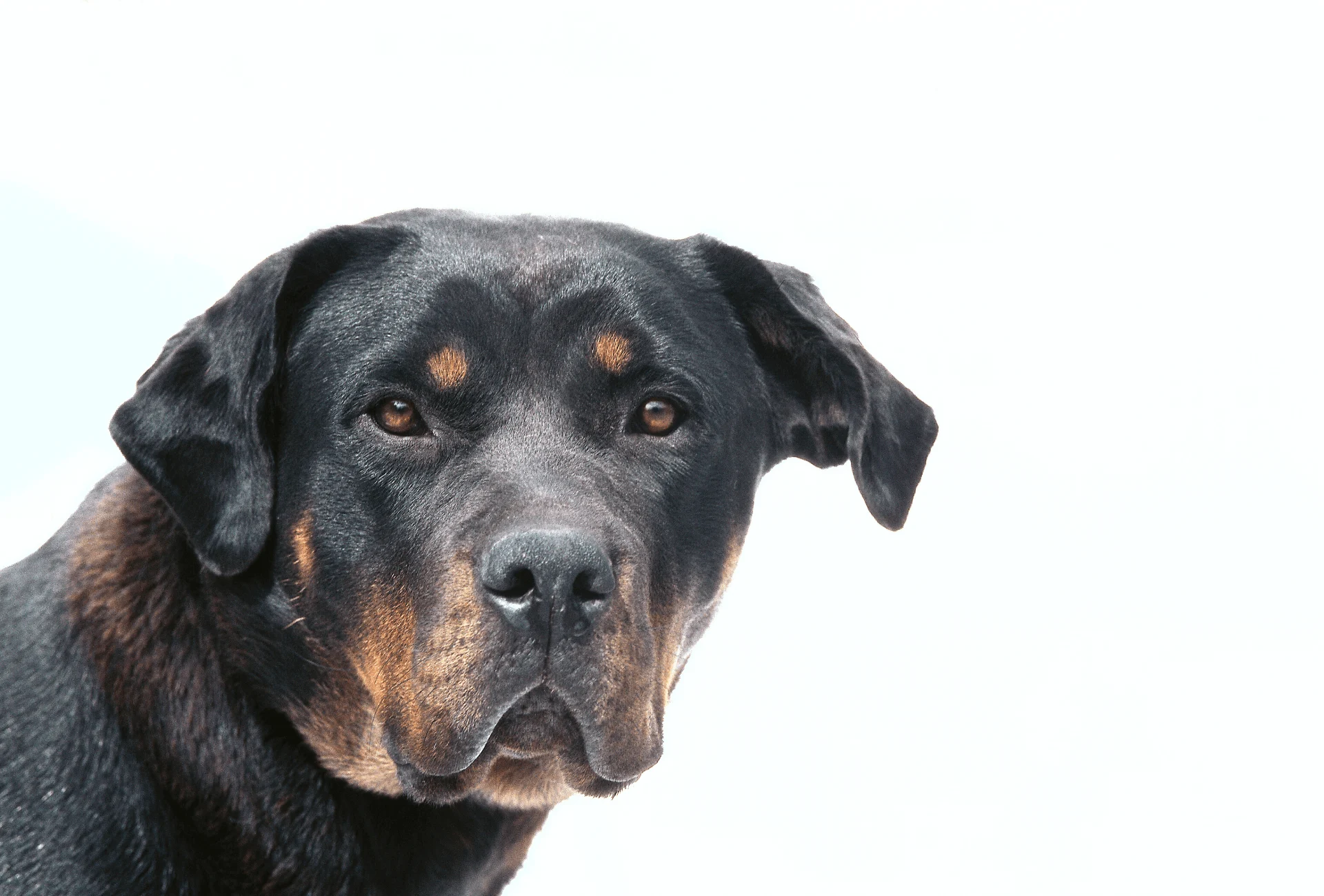 Rottweiler with false brown color markings extending to the neck.