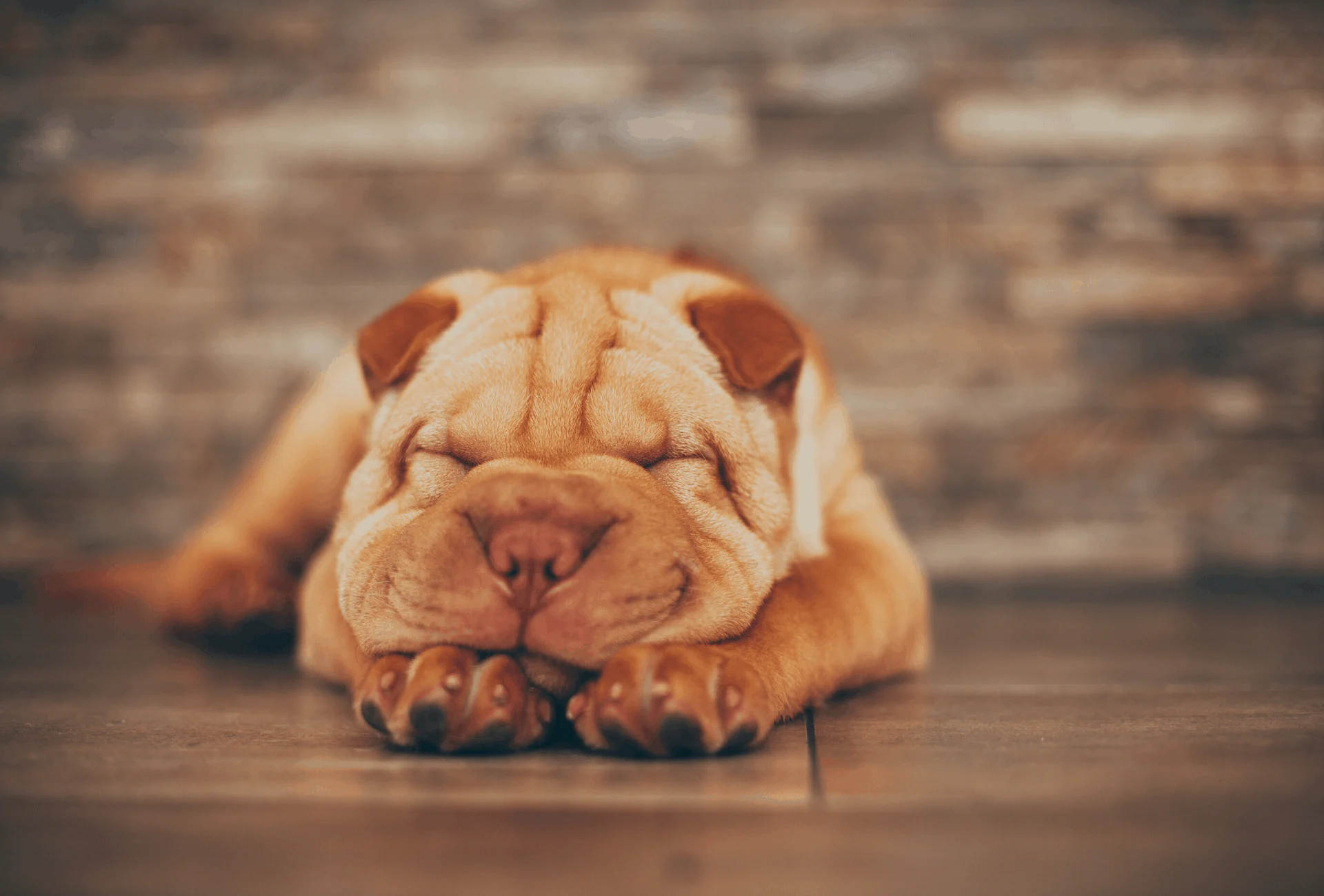 Shar-Pei with a very wrinkled face indoors.