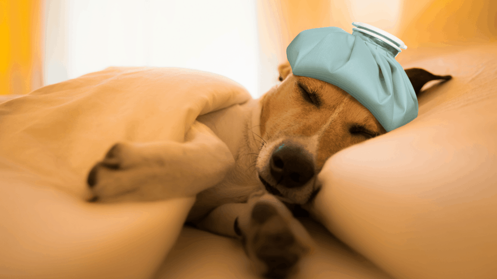 Shows that a dog should rest after vomitting white foam.