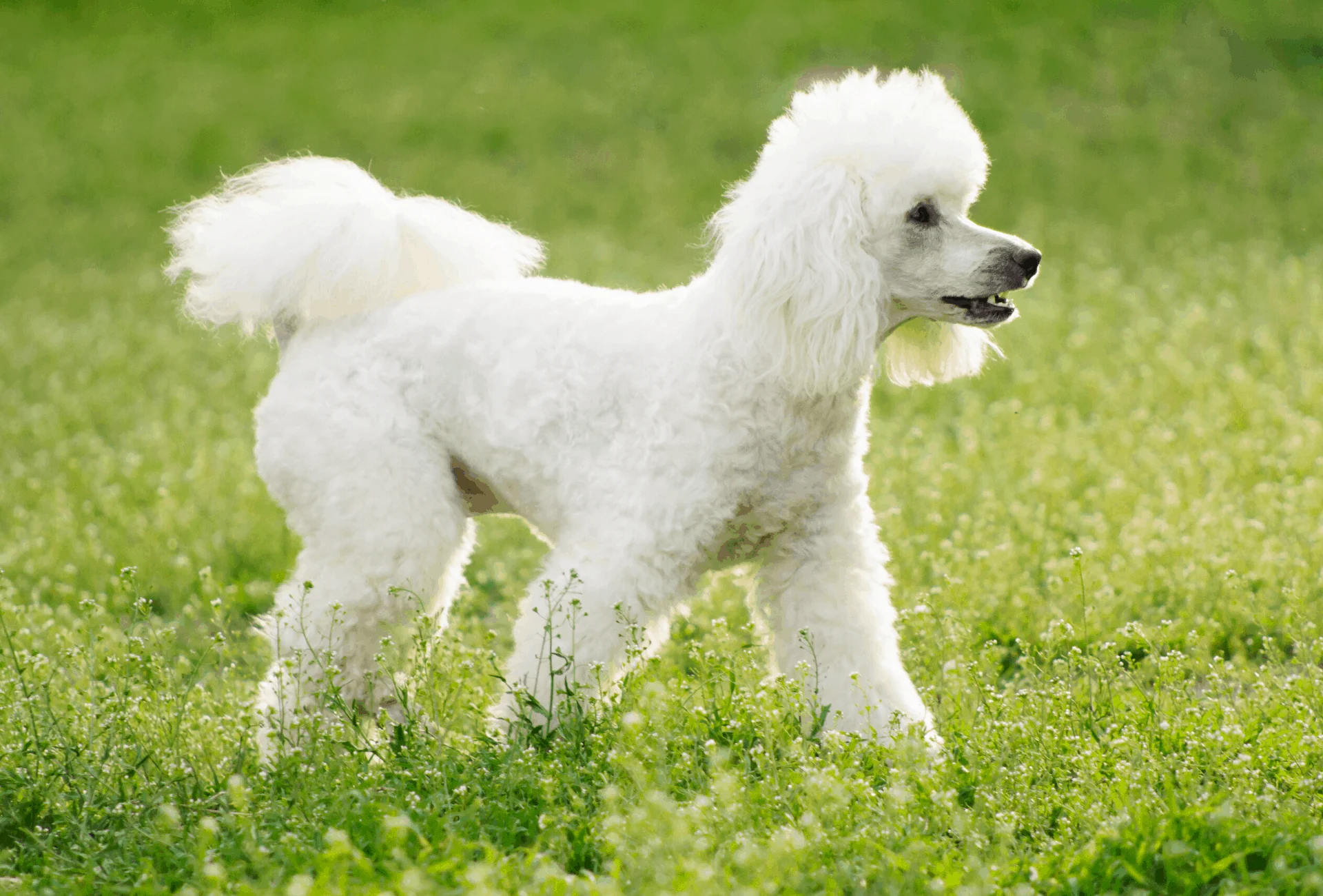 White Poodle walking on grass.