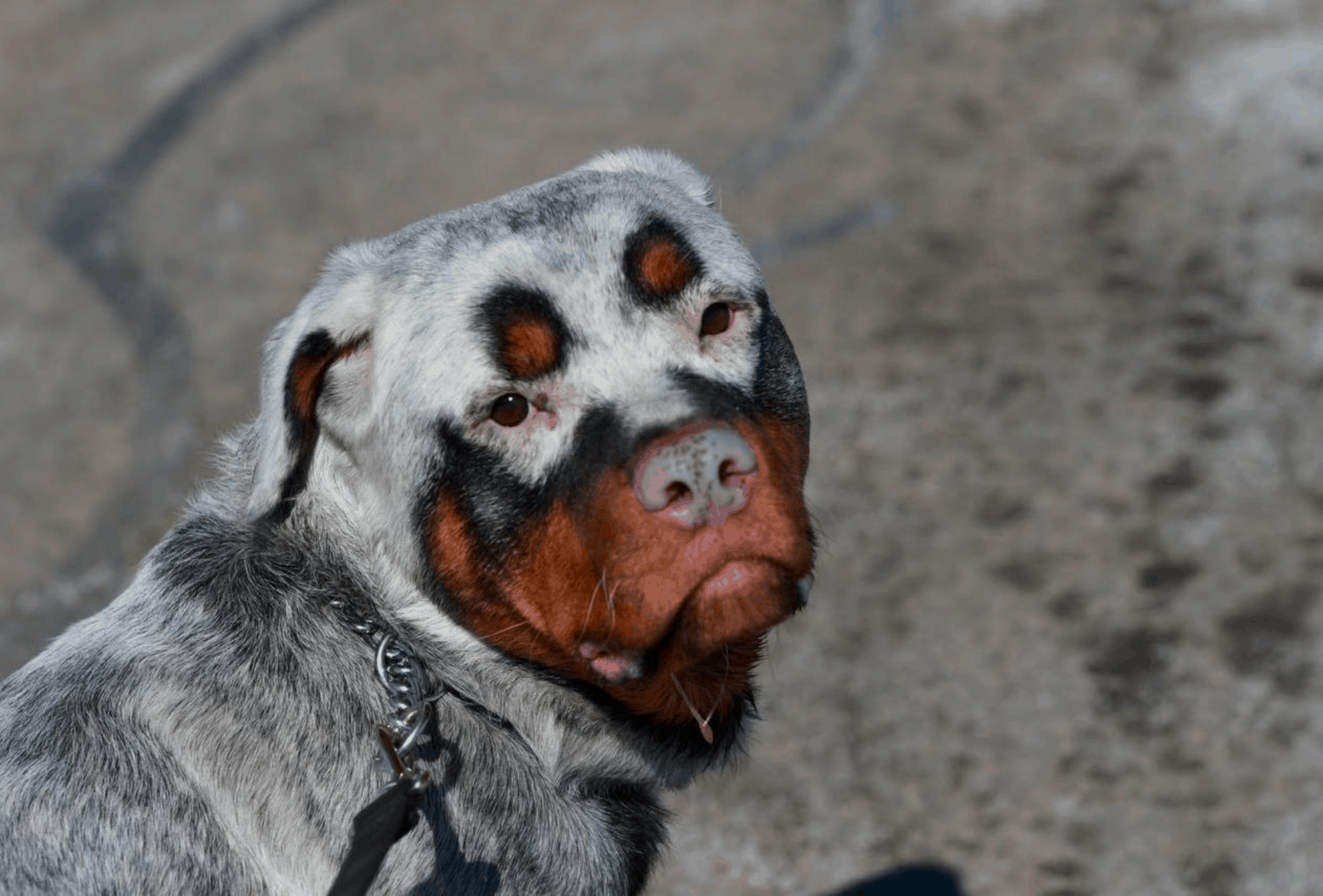White Rottweiler with patches of black and tan.