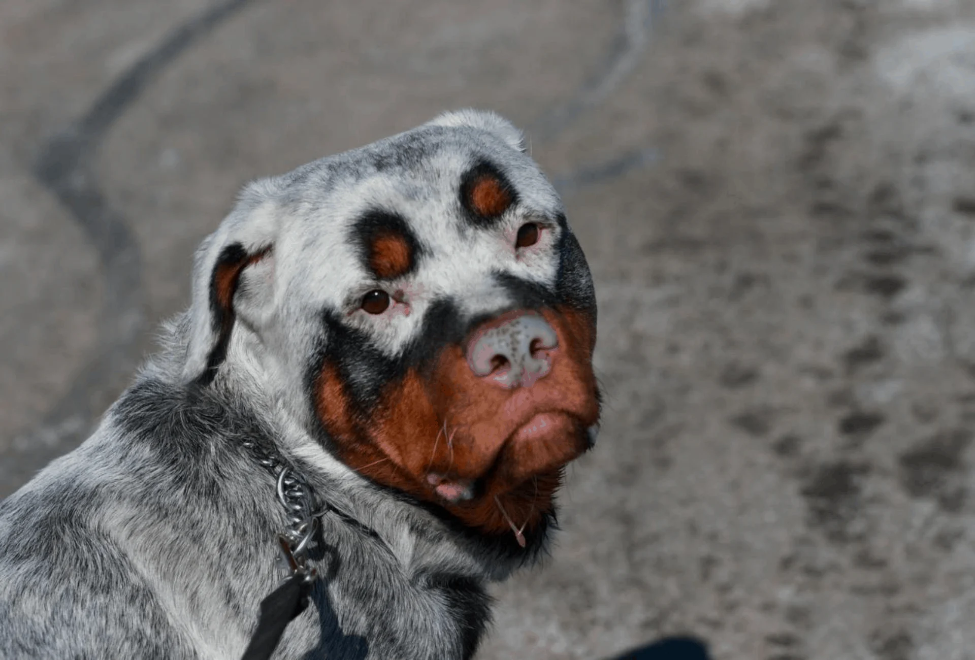 are rottweilers born all black