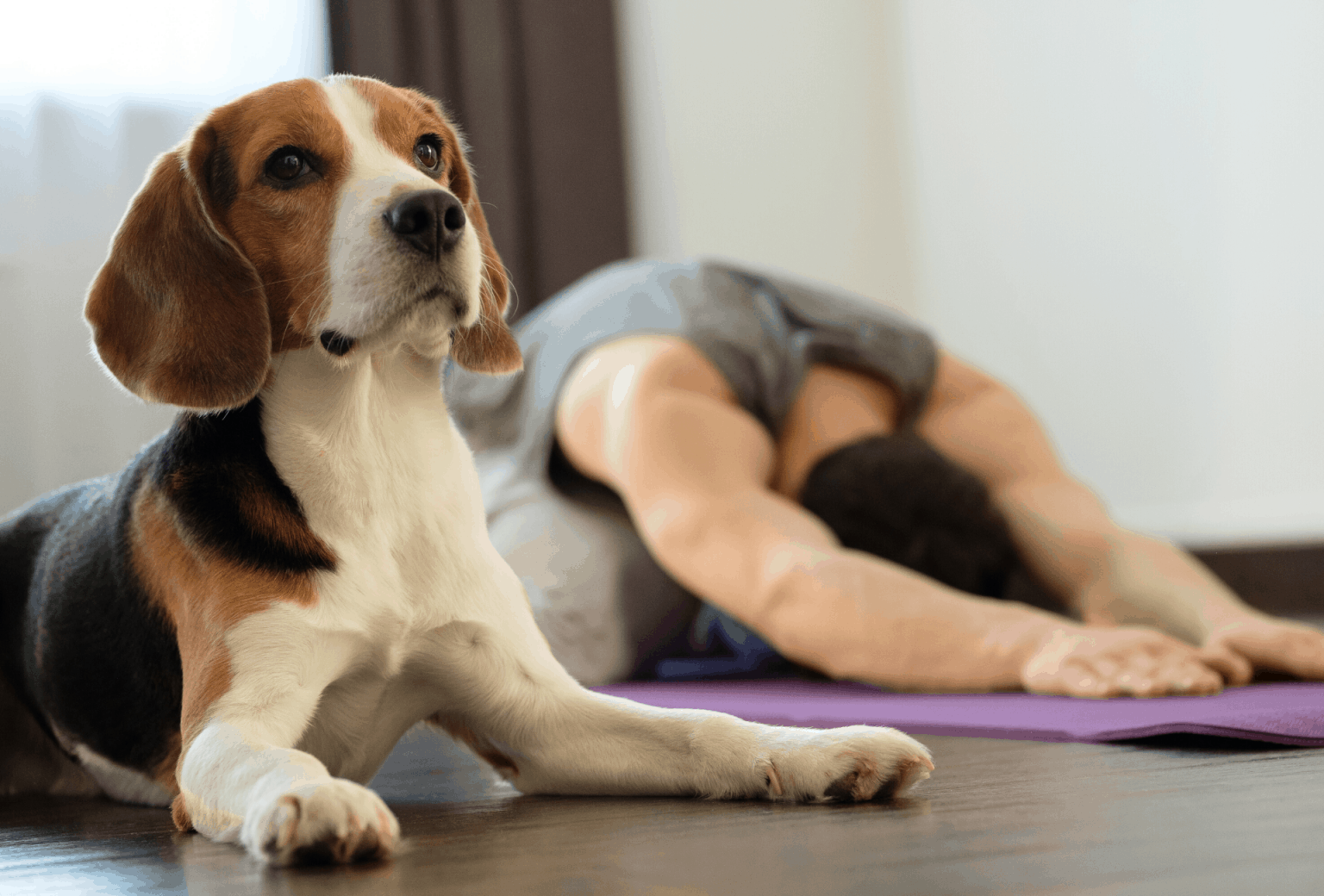 Dog Yoga How Doga Works and Why It's Actually Awesome PawLeaks