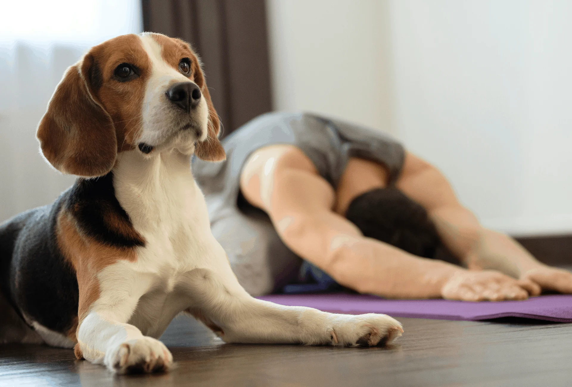 Dog imitating yoga positions of his owner.