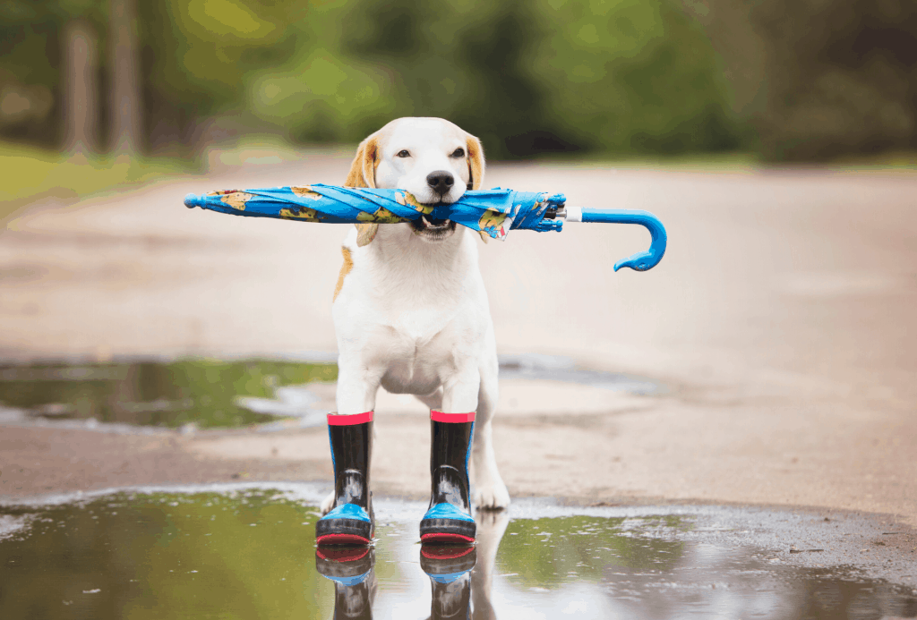 Dog holding an umbrella in his mouth.