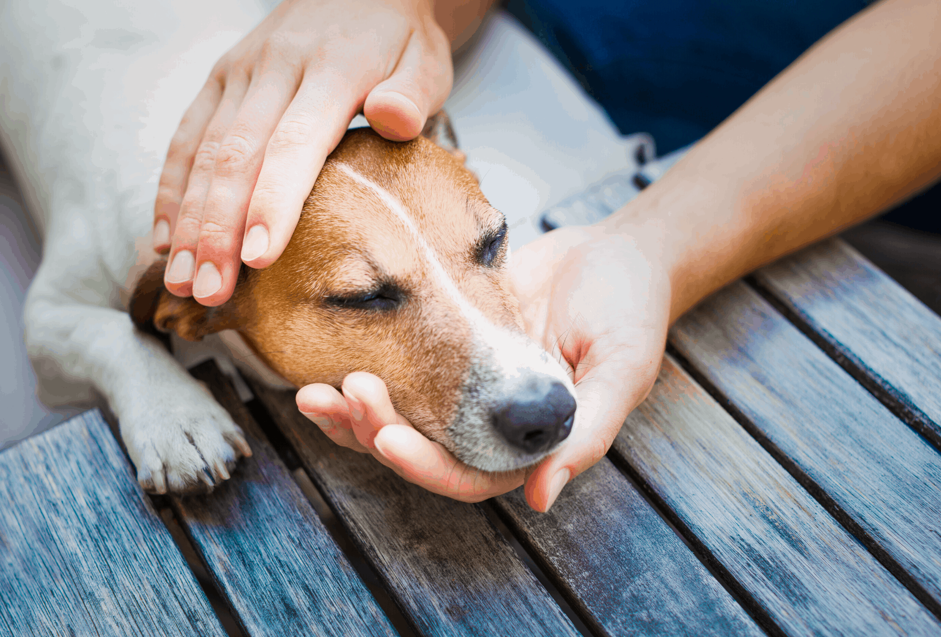 Dog gently handled by owner.