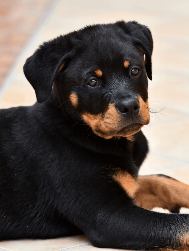 cropped-Light-tan-Rottweiler-puppy.png