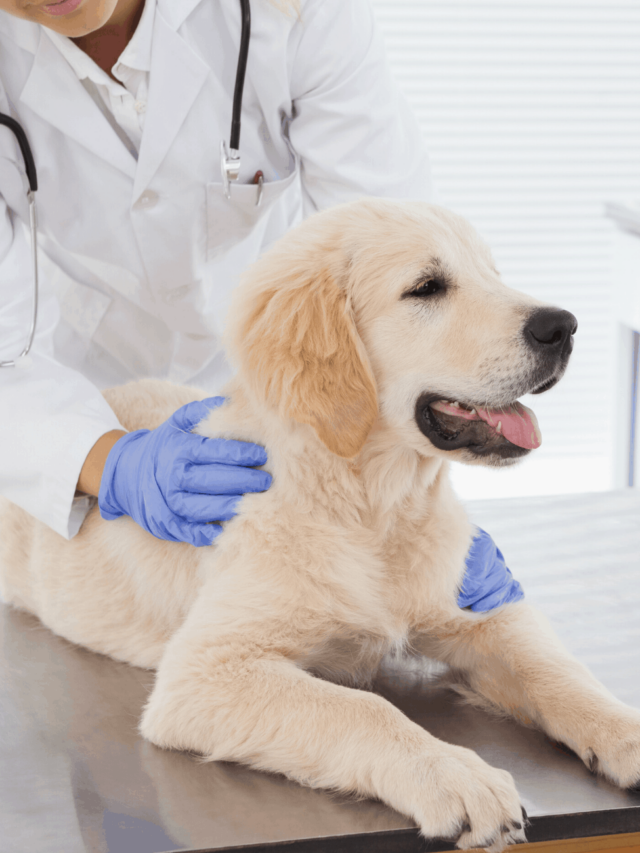 cropped-dog-at-vet.png