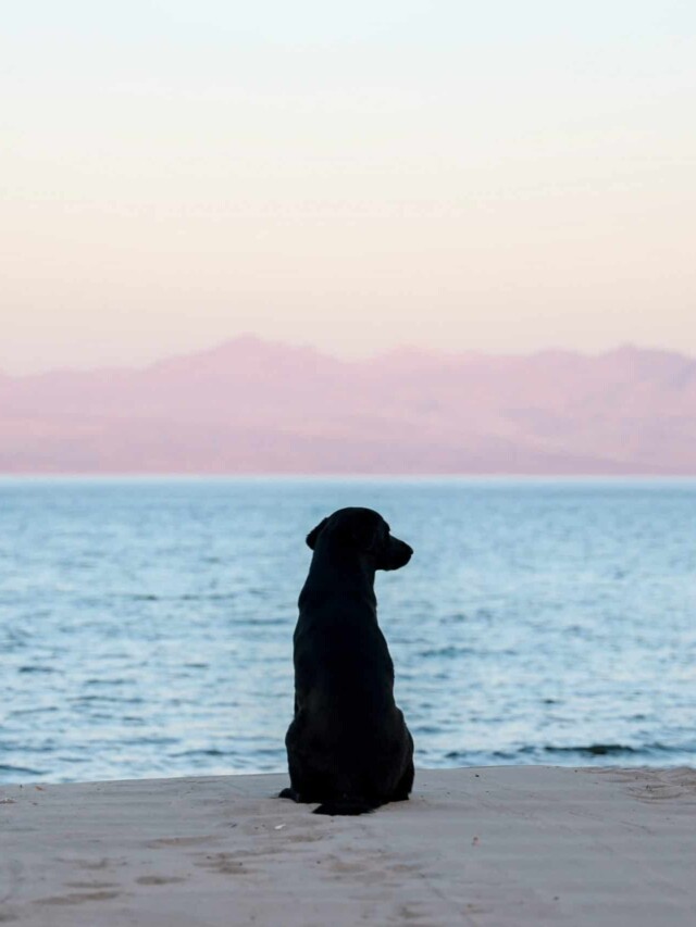 Spiritual Dog Names for Godly Pups PawLeaks