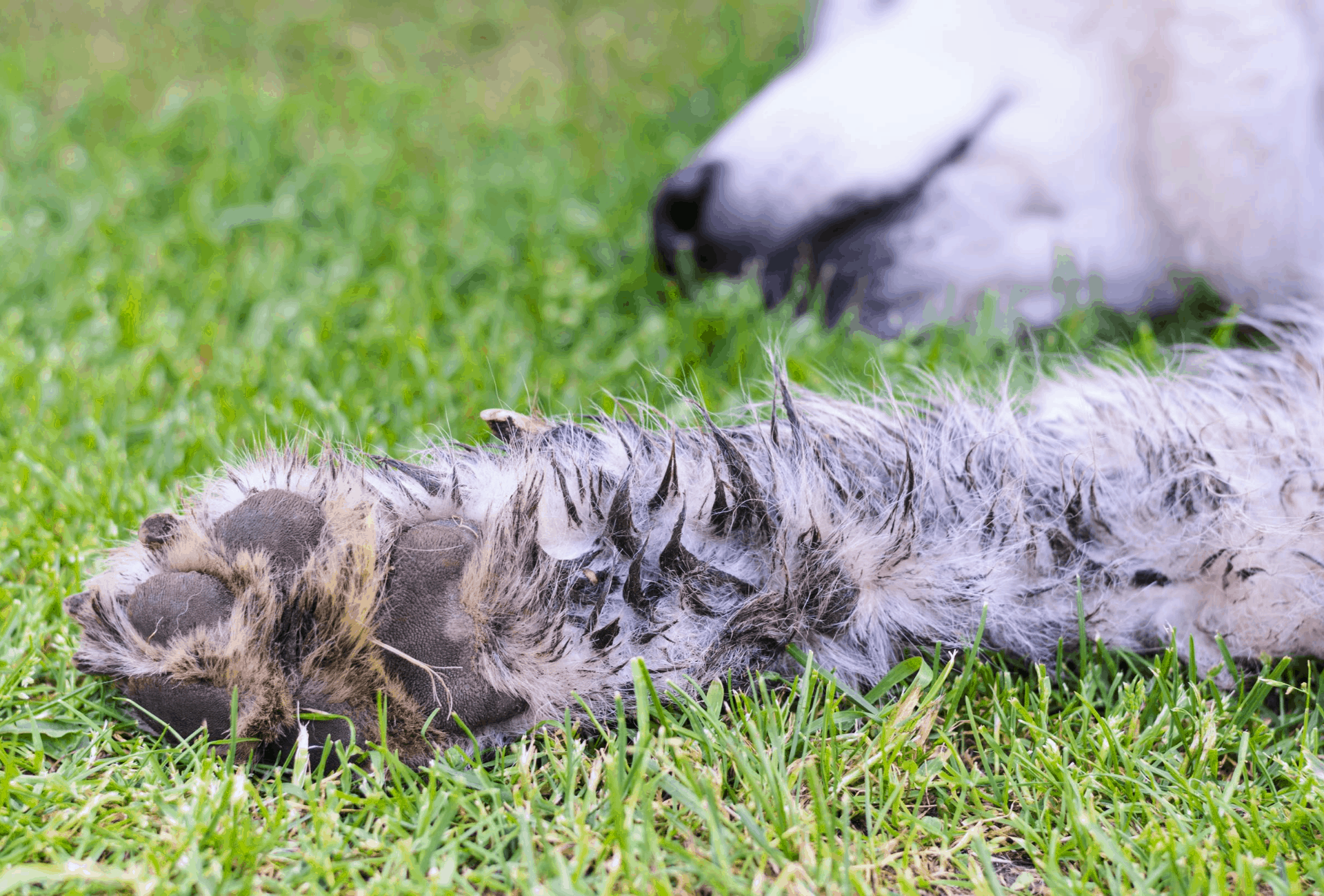 Dirty paws of a white furred dog.