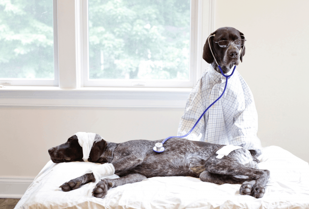 Can Dogs Have Down Syndrome? What You Should Know PawLeaks