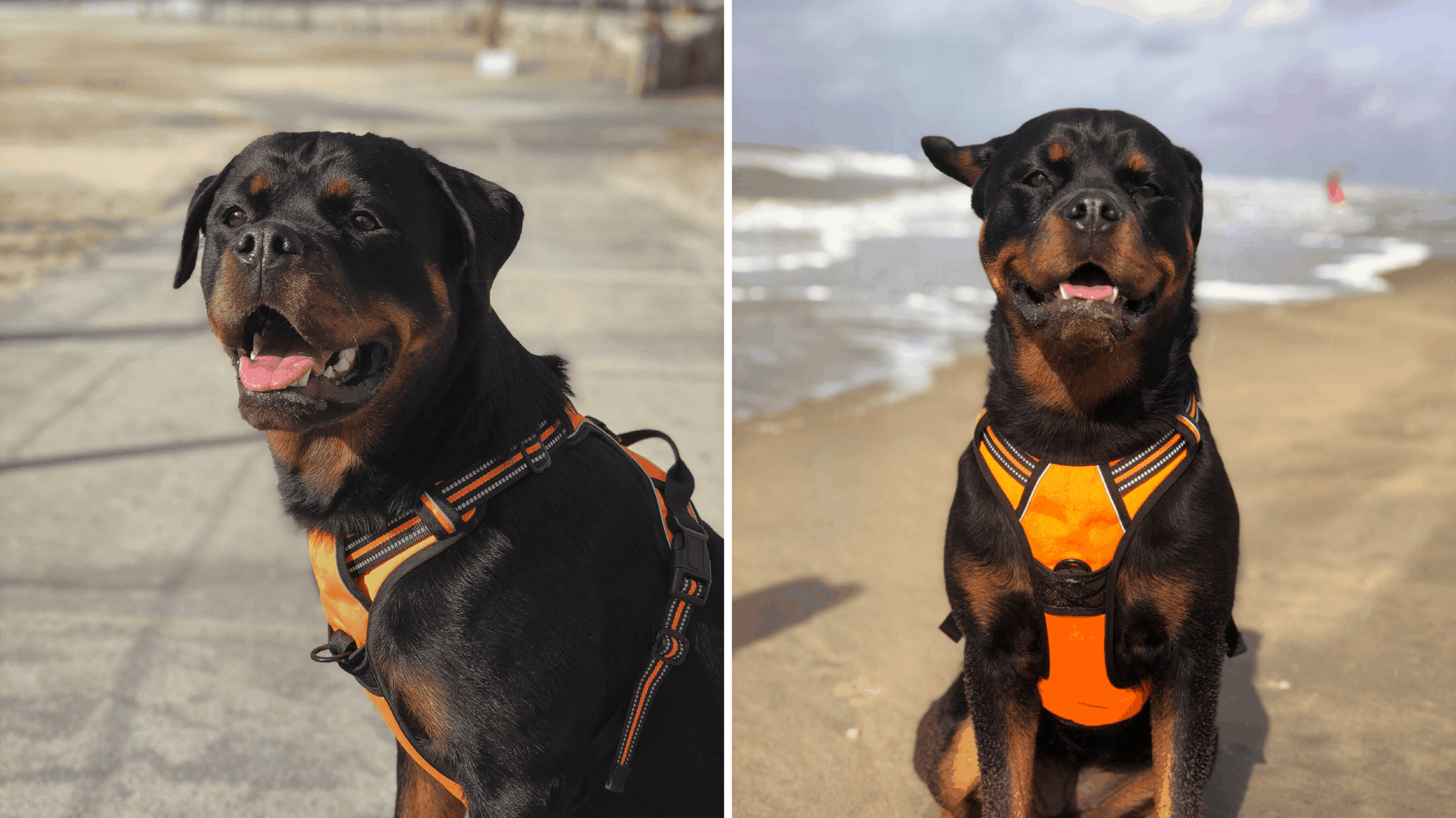 Two shots of my Rottweiler wearing her orange, padded chest harness on the beach.
