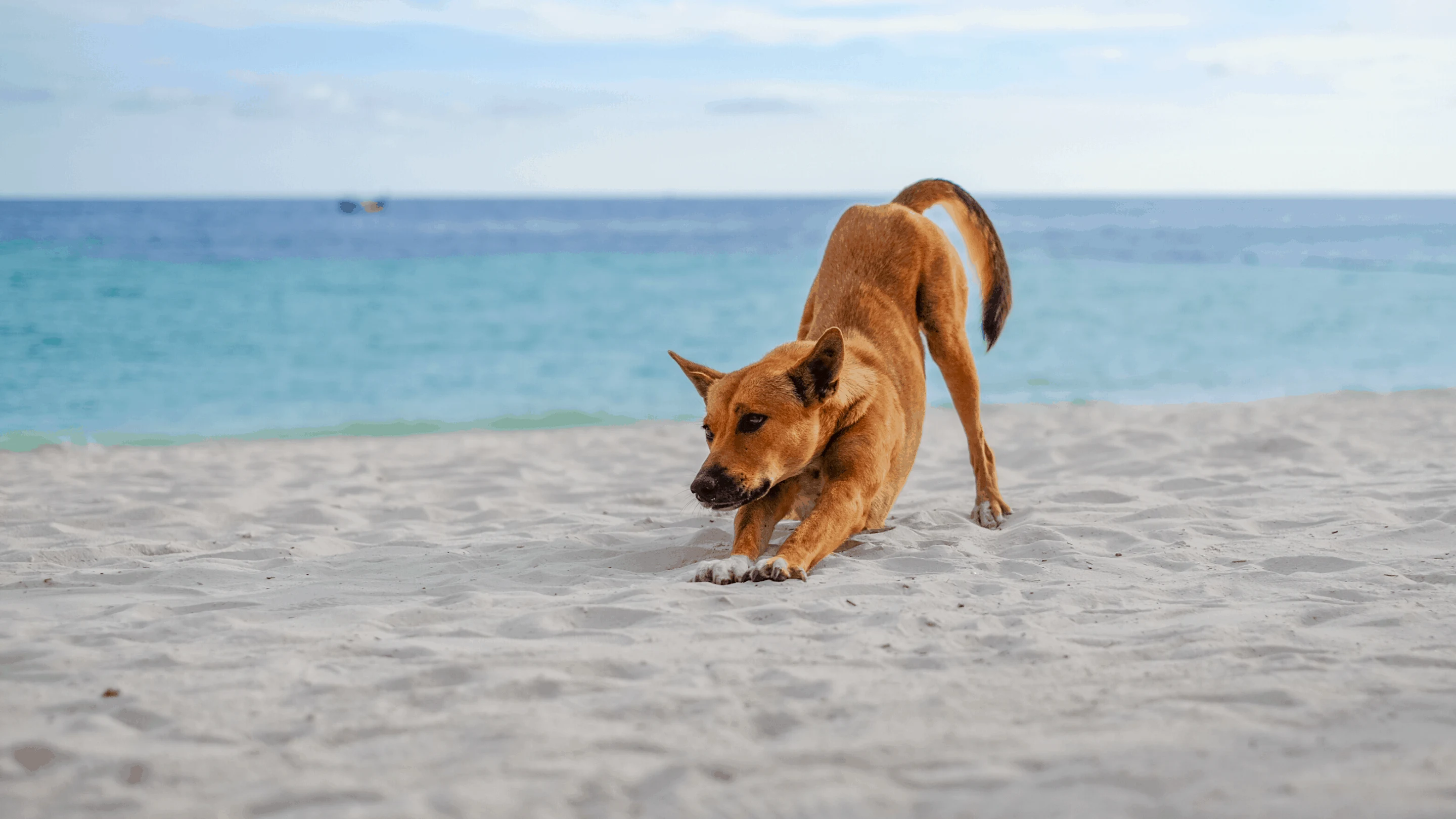 Dog stretching on the beach.