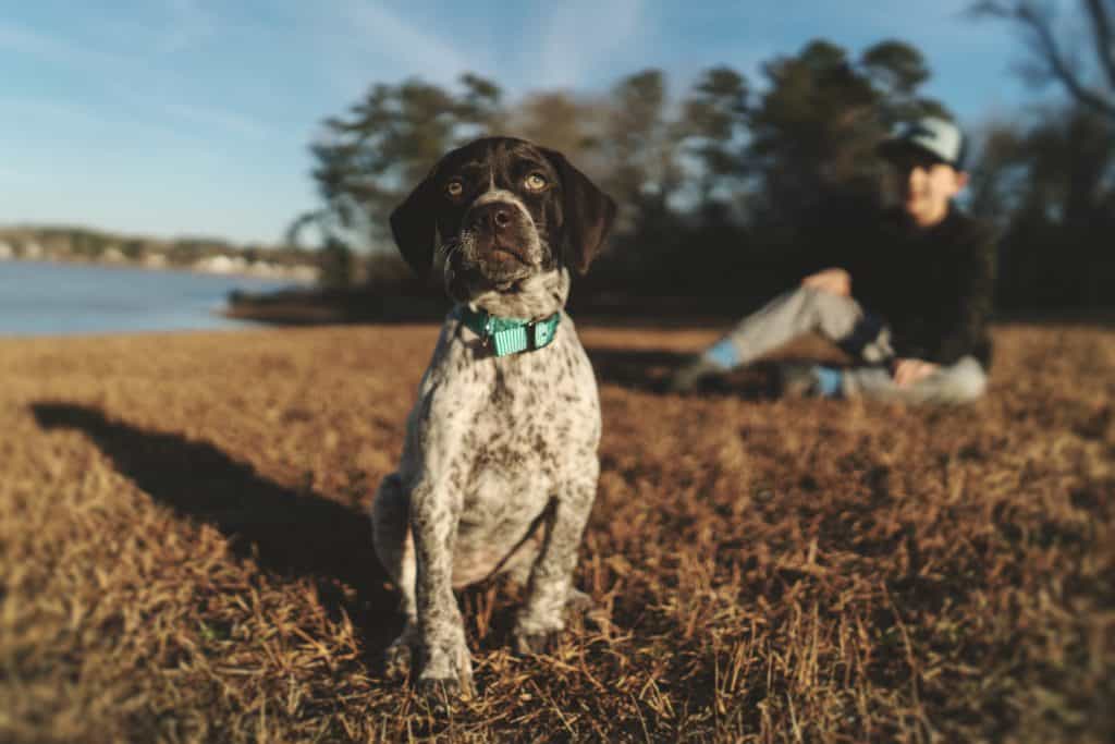 canine acne home remedy