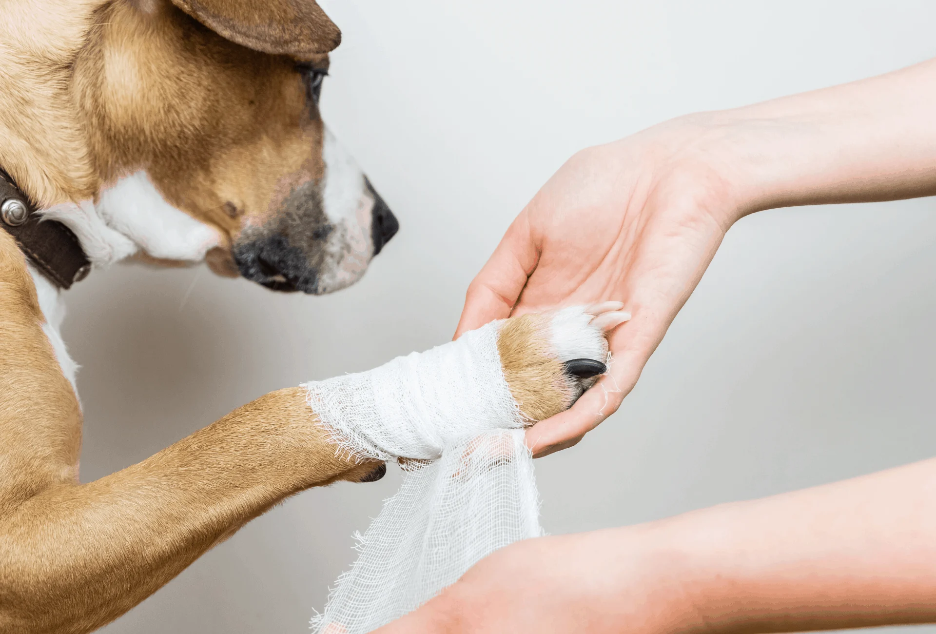 how to keep dog from chewing paws