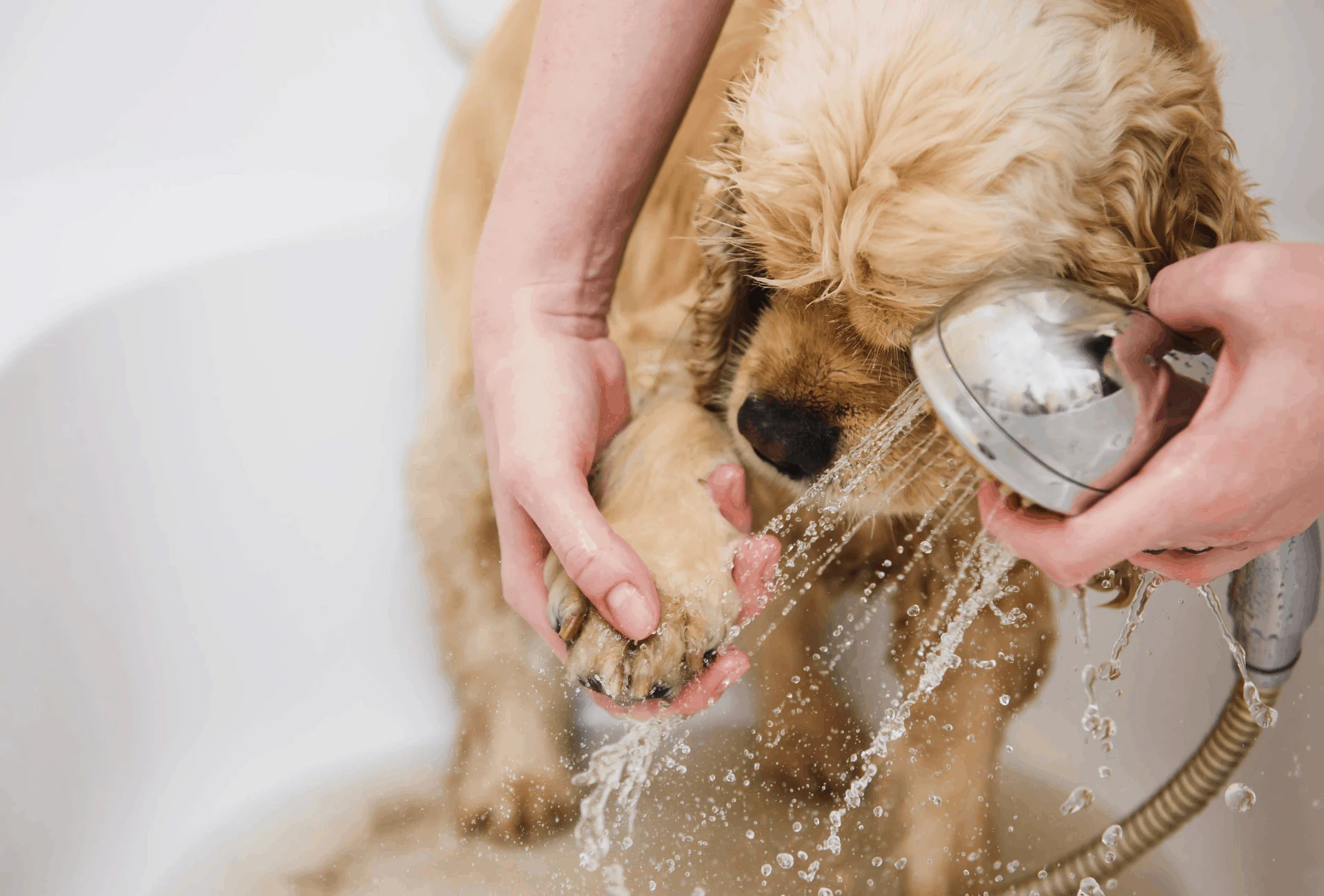 Cleaning dirty paws in the bathtub.