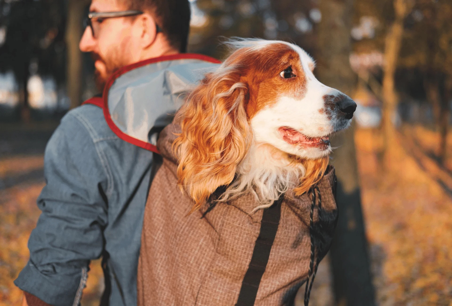 Medium-sized dog in back carrier.