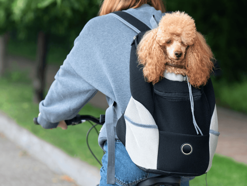 Dog is carried in backpack while travelling by bike.