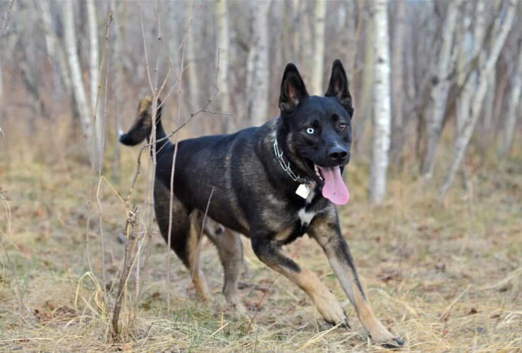 Husky German Shepherd mix with heterochromatic eyes runs around in the forest.