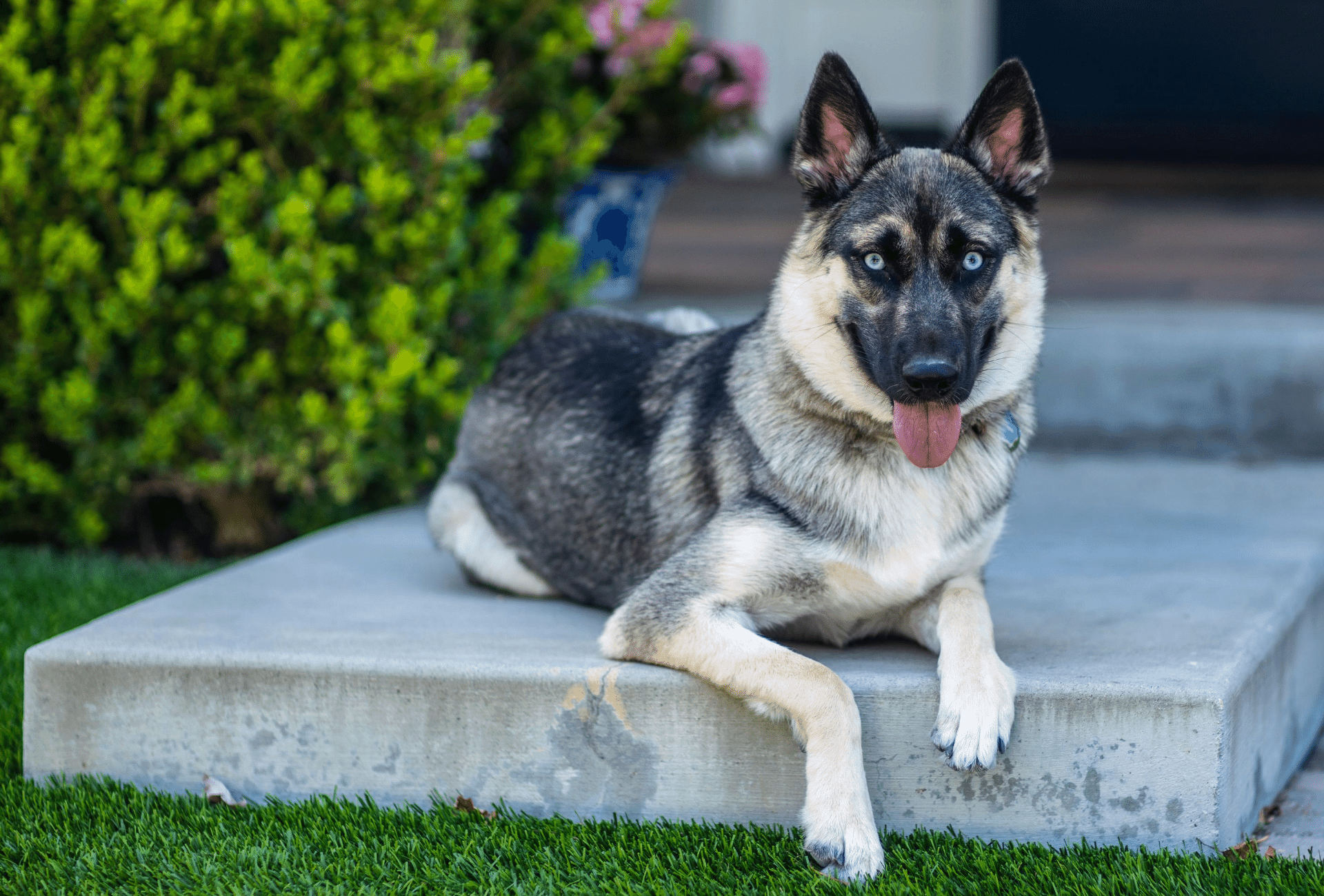 a German Shepherd Husky Mix 