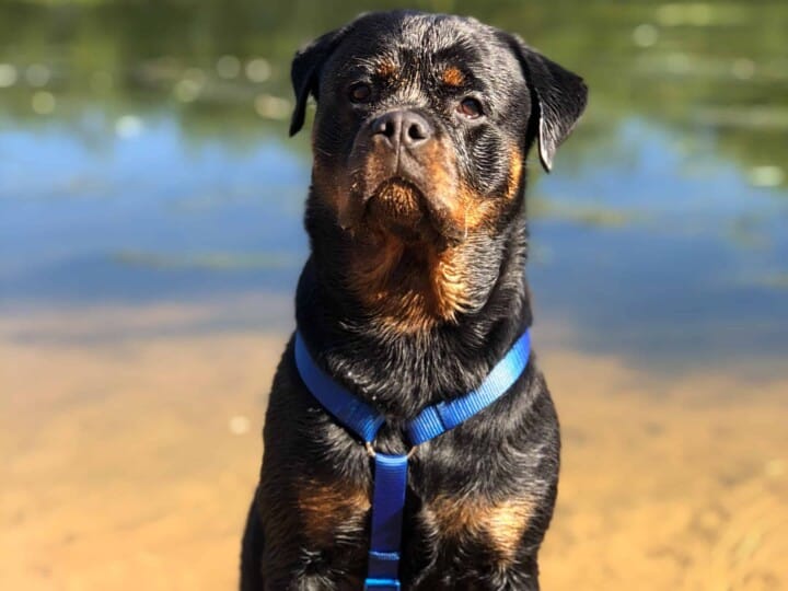 Black and tan Rottweiler standing on the beach.