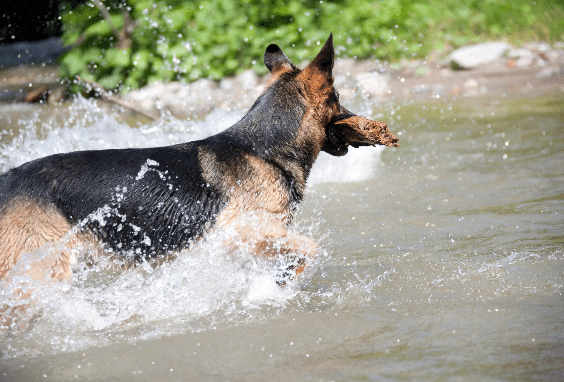 German Shepherd with straight back in the water.