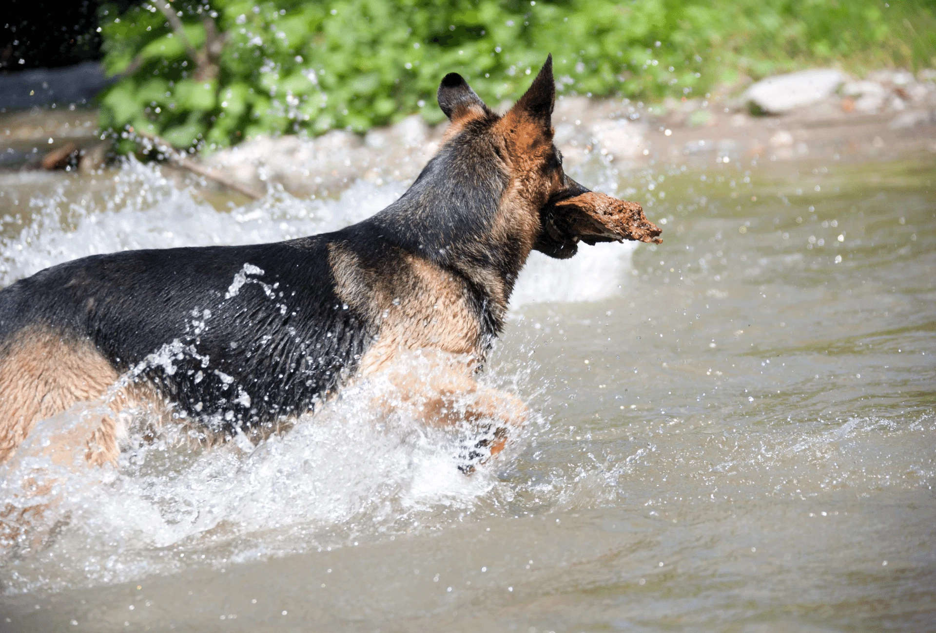 why do german shepherds have sloped backs