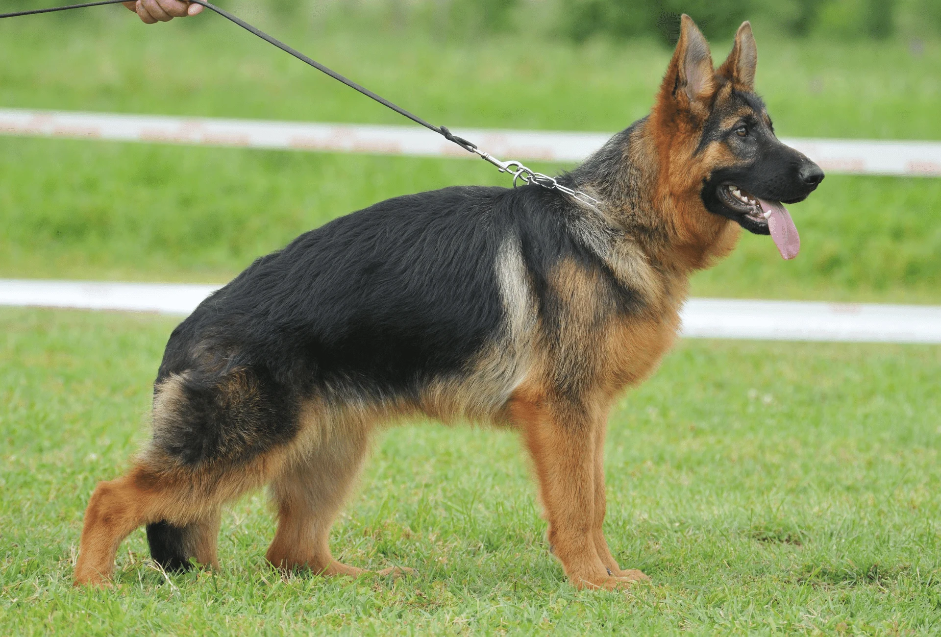 Straight back german shepherd breeders store near me