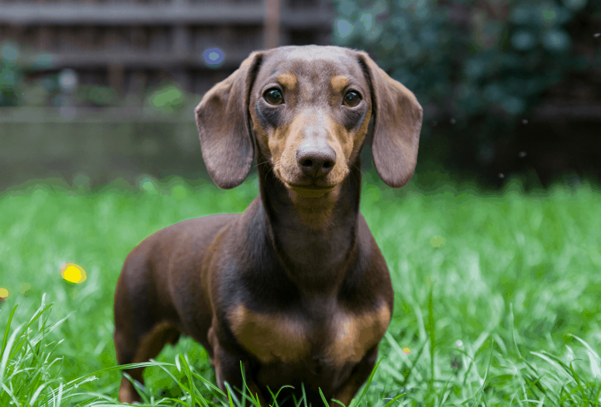 dachshund with light kitchen christmas towels